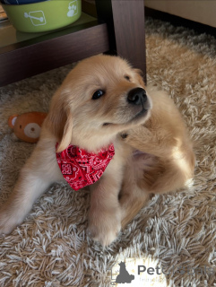 Photo №3. Beautiful Golden Retriever Puppies Looking for Forever Families. Germany