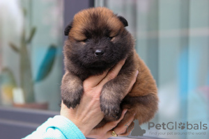 Photo №2 to announcement № 103981 for the sale of eurasier - buy in Latvia from nursery, breeder