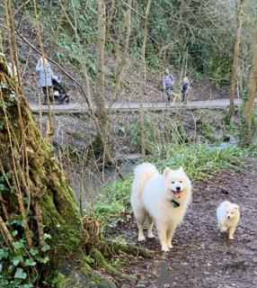 Photo №2 to announcement № 175226 for the sale of samoyed dog - buy in Germany private announcement