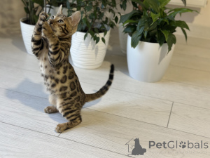 Photo №4. I will sell bengal cat in the city of Антверпен. private announcement, from nursery, breeder - price - negotiated
