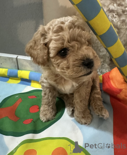 Photo №1. bichon frise - for sale in the city of Wrocław | 1600$ | Announcement № 110122