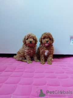 Photo №2 to announcement № 39422 for the sale of poodle (toy) - buy in Russian Federation private announcement