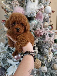 Photo №1. poodle (toy) - for sale in the city of Нови Сад | 634$ | Announcement № 81877