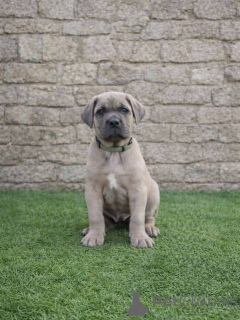 Photo №4. I will sell cane corso in the city of Šid.  - price - negotiated