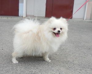 Photo №2 to announcement № 2633 for the sale of pomeranian - buy in Russian Federation from nursery