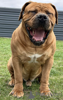 Additional photos: South African Boerboel Mastiff puppies