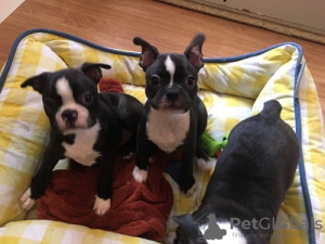 Photo №2 to announcement № 123936 for the sale of boston terrier - buy in Netherlands private announcement, breeder