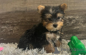 Photo №1. yorkshire terrier - for sale in the city of Berlin | 370$ | Announcement № 107525