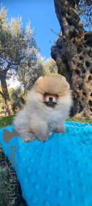 Photo №3. Pomeranian. Slovenia