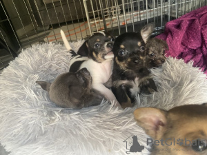 Photo №1. chihuahua - for sale in the city of Oregon City | 350$ | Announcement № 112171