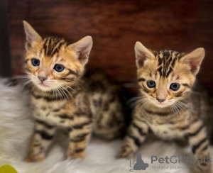 Photo №1. bengal cat - for sale in the city of Vienna | negotiated | Announcement № 74465