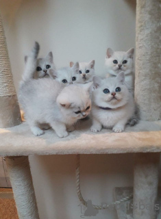 Photo №4. I will sell british shorthair in the city of Аугсбург. private announcement, breeder - price - 370$