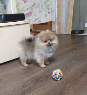 Photo №1. pomeranian - for sale in the city of Ryazan | 967$ | Announcement № 4435