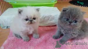 Photo №1. persian cat - for sale in the city of Tampere | 516$ | Announcement № 161520