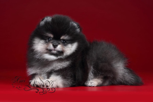 Photo №1. pomeranian - for sale in the city of St. Petersburg | 707$ | Announcement № 6208