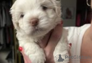 Photo №1. havanese dog - for sale in the city of Berlin | Is free | Announcement № 126942