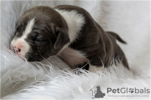 Photo №1. american staffordshire terrier - for sale in the city of Kiev | 650$ | Announcement № 13786