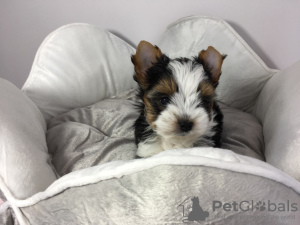 Photo №3. Healthy Yorkshire Terrier Puppies available for sale. Netherlands