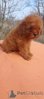 Photo №4. I will sell poodle (toy) in the city of Kiev.  - price - 612$