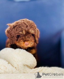 Photo №1. poodle (toy) - for sale in the city of Калифорния Сити | 300$ | Announcement № 107214