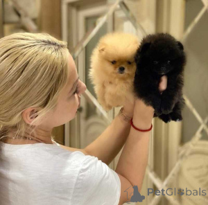 Photo №3. Beautiful Pomeranian puppies,,  Business WhatsApp 37256348129. Finland