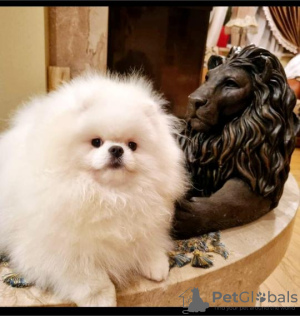 Additional photos: White Pomeranian Spitz puppies