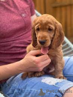 Photo №3. Beautiful American cocker spaniels puppies for sale. Germany
