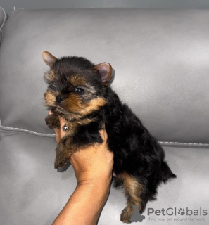 Photo №2 to announcement № 121634 for the sale of yorkshire terrier - buy in United Kingdom from the shelter