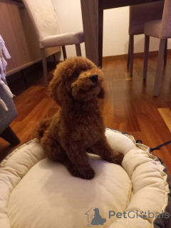 Photo №1. poodle (toy) - for sale in the city of London Borough of Camden | 361$ | Announcement № 160256