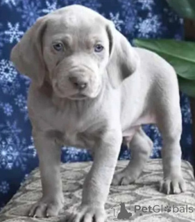 Photo №1. weimaraner - for sale in the city of Porto | negotiated | Announcement № 176932