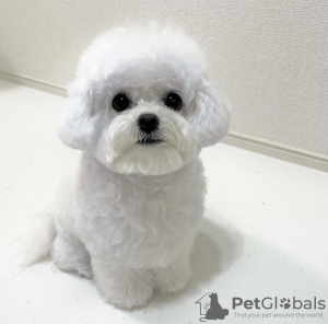 Photo №1. bichon frise - for sale in the city of Geneva | negotiated | Announcement № 97369