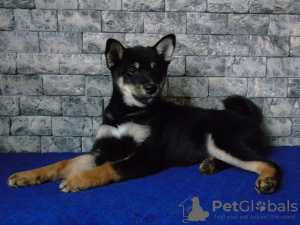 Photo №4. I will sell shiba inu in the city of Mariupol. private announcement - price - negotiated