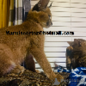 Additional photos: Caracal Cats and kittens