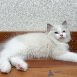 Photo №2 to announcement № 160393 for the sale of ragdoll - buy in Iceland private announcement