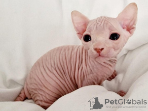 Photo №1. sphynx cat - for sale in the city of Copenhague | 250$ | Announcement № 124557