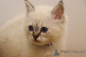 Photo №2 to announcement № 172226 for the sale of birman - buy in Mexico private announcement