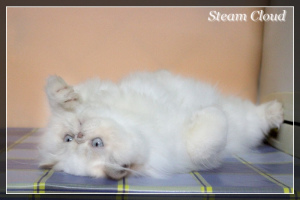Photo №1. persian cat - for sale in the city of Харьков | 800$ | Announcement № 4712