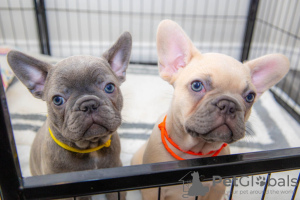 Photo №1. french bulldog - for sale in the city of Berlin | Is free | Announcement № 120484