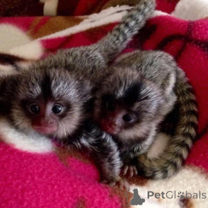 Photo №1.  - for sale in the city of Arrondisman de Brussels Capital | Is free | Announcement № 161693