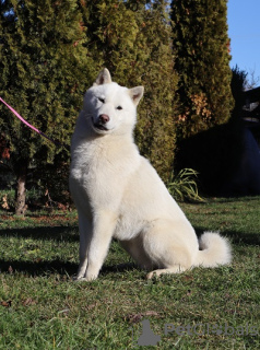 Photo №2 to announcement № 64007 for the sale of hokkaido dog - buy in Hungary breeder