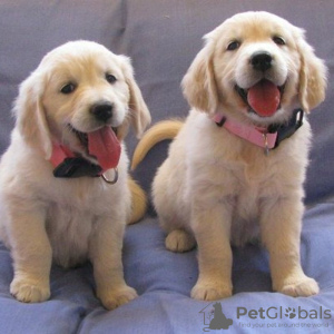 Photo №2 to announcement № 40099 for the sale of golden retriever - buy in Spain private announcement