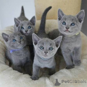 Photo №1. russian blue - for sale in the city of Gharb | negotiated | Announcement № 173433