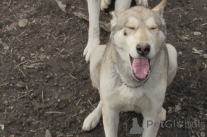 Photo №2 to announcement № 146695 for the sale of german shepherd - buy in United States breeder