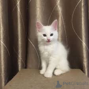 Photo №2 to announcement № 172746 for the sale of turkish angora - buy in Belgium private announcement, breeder