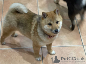 Photo №1. shiba inu - for sale in the city of Berlin | 300$ | Announcement № 70952