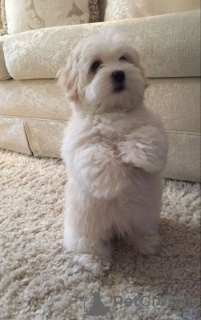 Additional photos: Maltese puppies of 8 weeks available