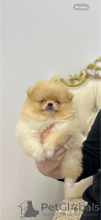 Photo №4. I will sell pomeranian in the city of Нови Сад. breeder - price - Is free