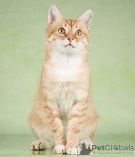 Photo №3. Wonderful Zakhar is looking for a home!. Russian Federation