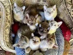 Photo №1. burmese cat - for sale in the city of Brussels | 516$ | Announcement № 166611