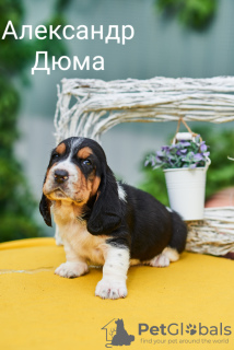 Photo №2 to announcement № 7403 for the sale of basset hound - buy in Russian Federation private announcement